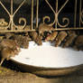 Temple rats drinking milk4