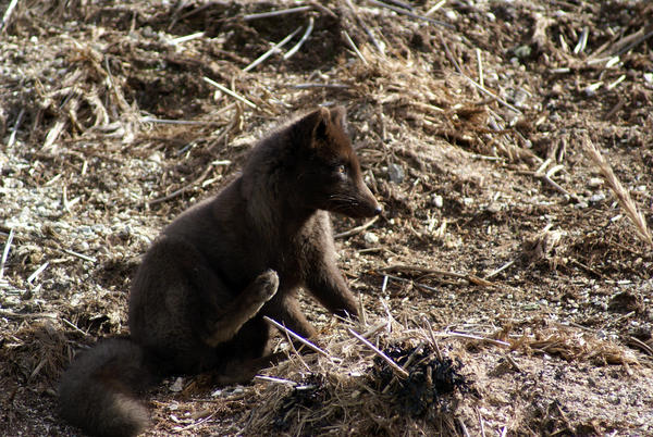 Cute little fox in Alaska