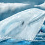Albino Orca