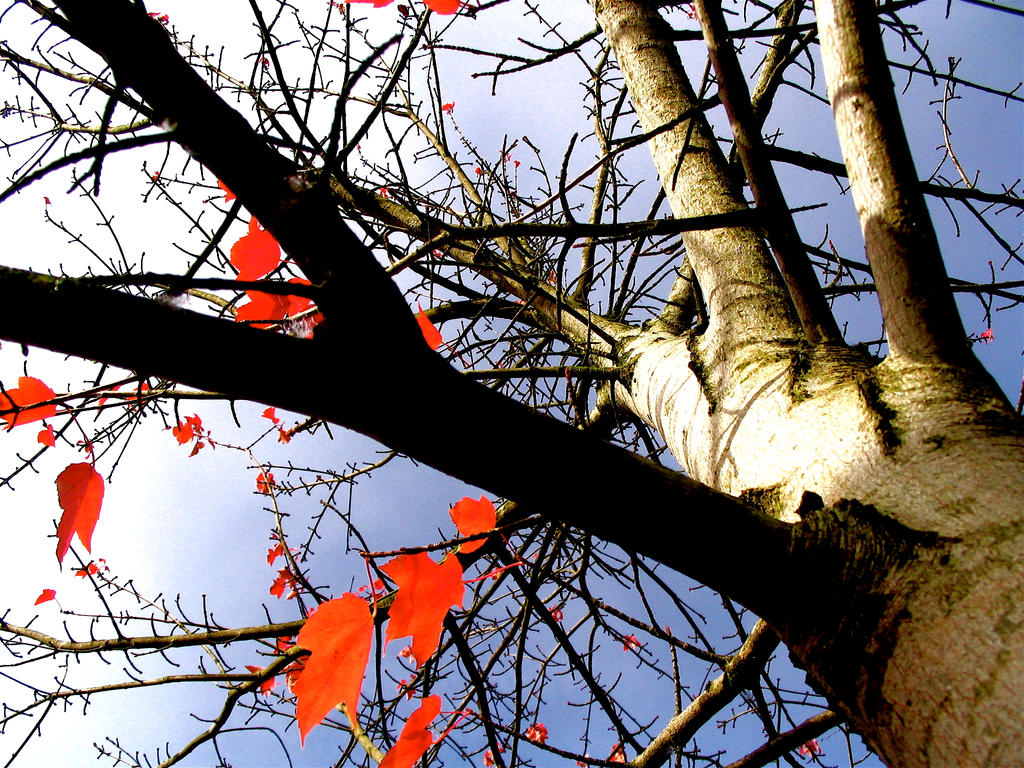 The fall effect by SleepSearcher04 on DeviantArt