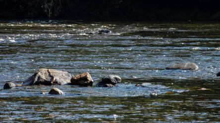 Tennessee River Rocks Ft. Snake