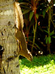 Pretty squirrel, walking down the tree by Amalphi