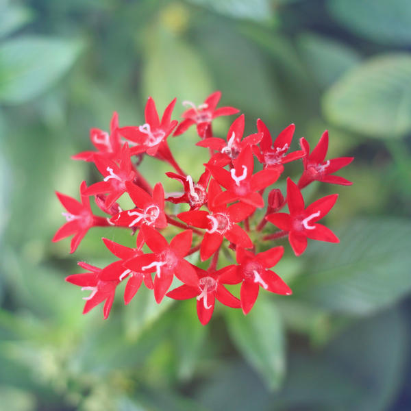 red flowers