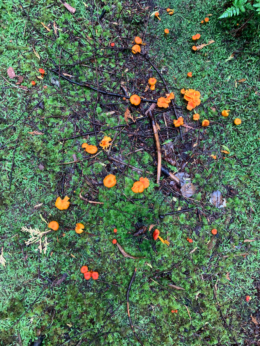 Rainy Mushrooms