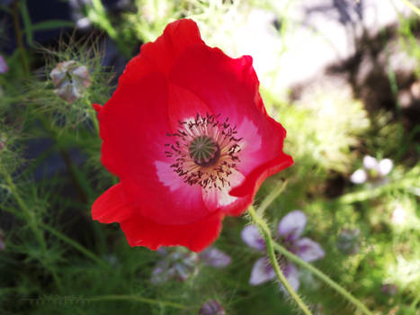 Red Flower