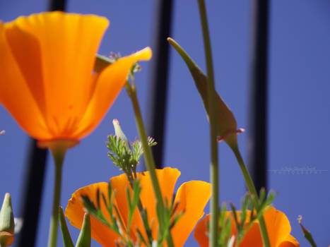 Orange Flower