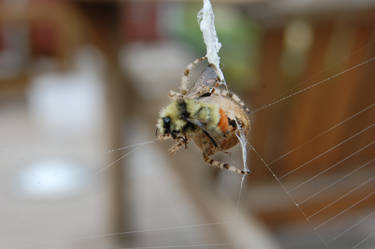 Spider food