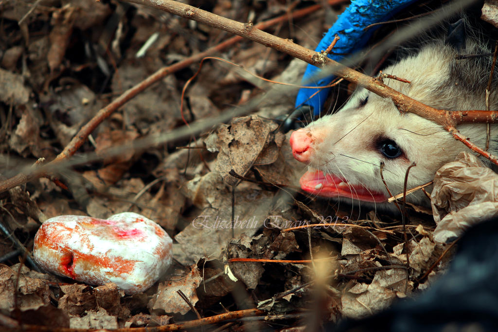 Marsupials Like Donuts Too