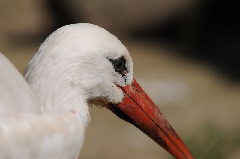 Stork