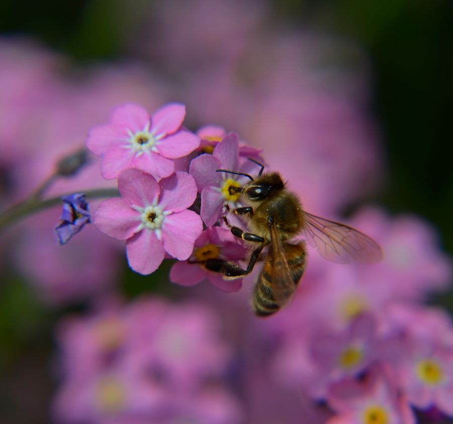 Bee