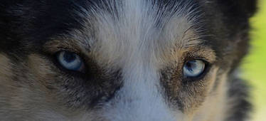Husky Eyes