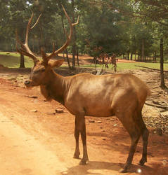 Animals on Safari