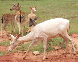 Animals on Safari