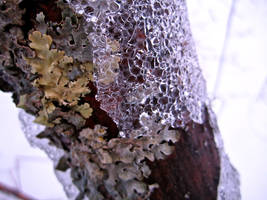 Lichen and Ice 4