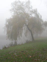 Weeping Willow 1