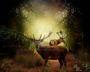 Deers 2015 by nudagimo Deers 2015 by nudagimo