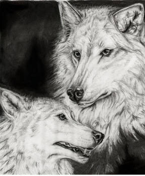 white wolves