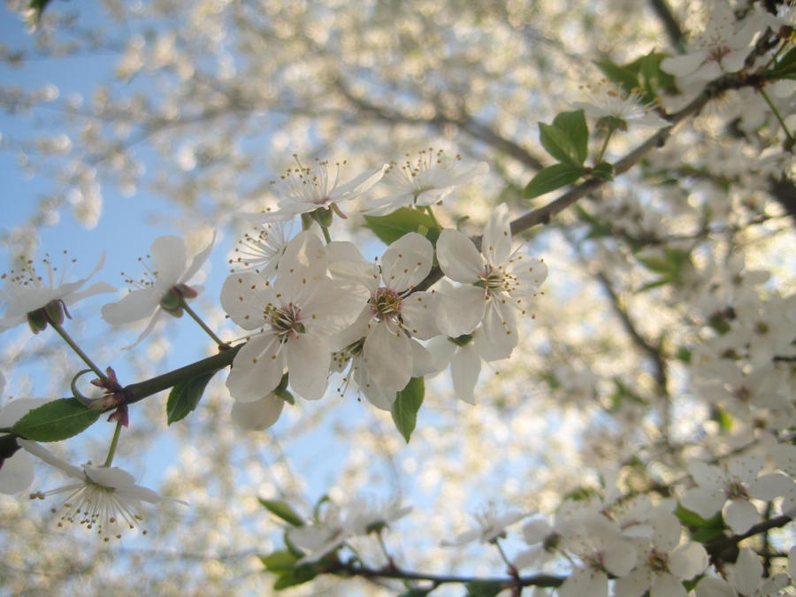 It's spring