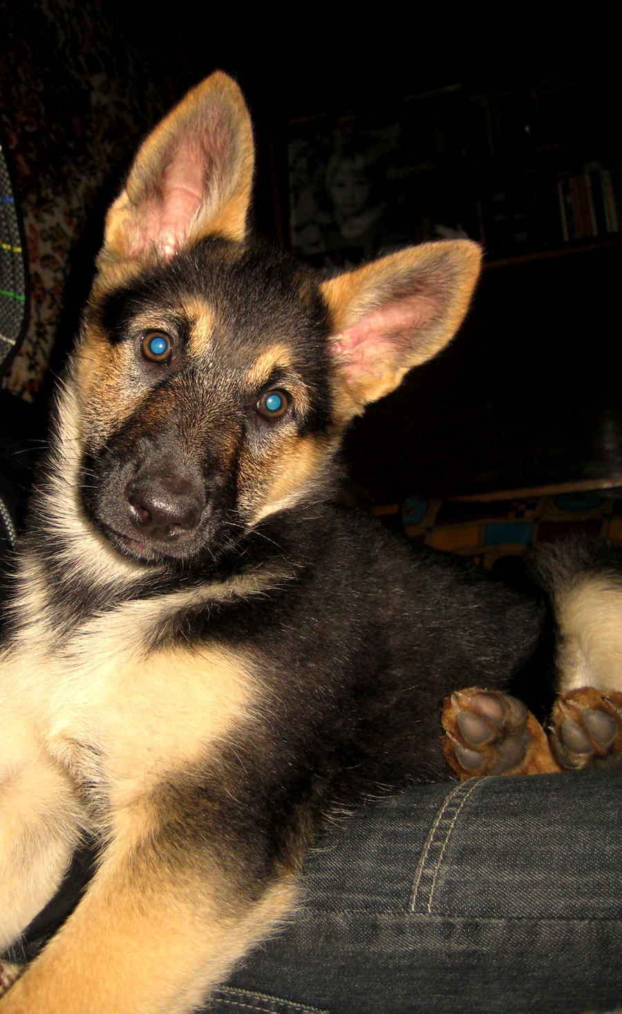 German shepherd