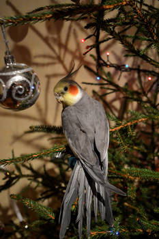 Xmas bird