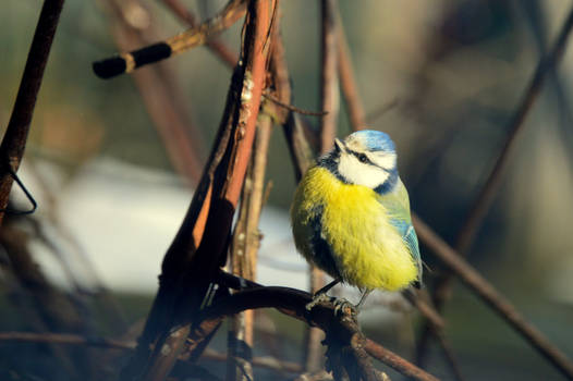 Eurasian blue tit