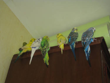 Parakeets/Budgies