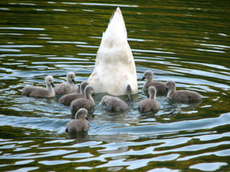 Happy Family