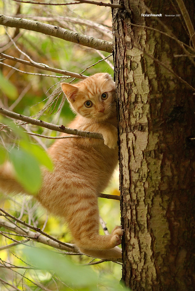 climbing little lion