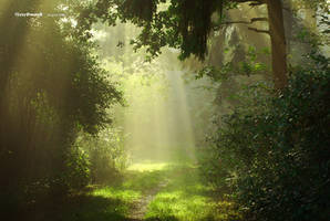 waldweg