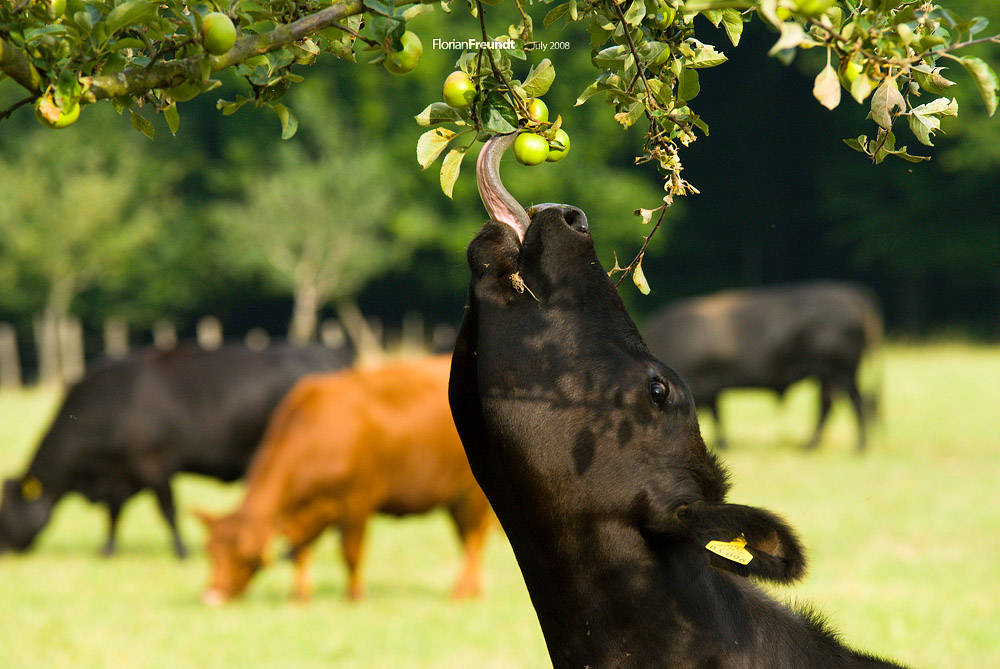 picking apples