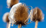 Thistle 2560x1600 by hermik