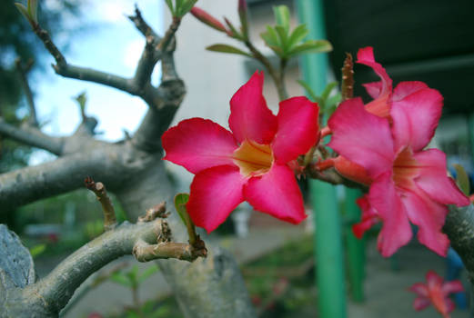 Flowers at the Orphanage