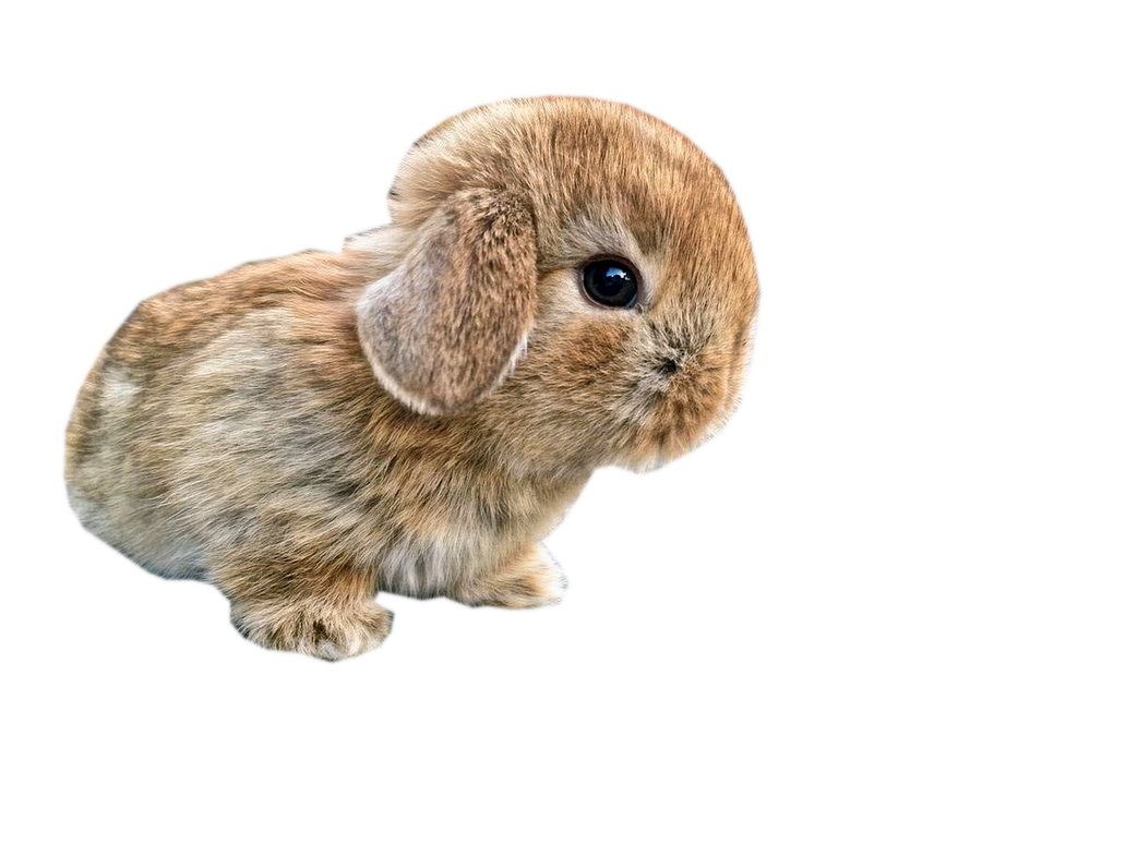 bunlo the bunny by CutestTransparents on DeviantArt