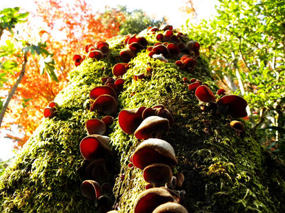 Kyoto Mushrooms