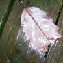 Iced Leaf