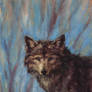 Wolf gaze