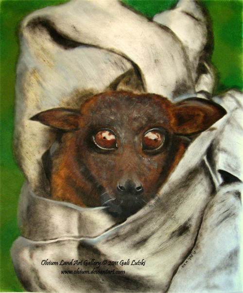 Little Red Flying Fox Bat