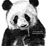 Panda - Pens Study