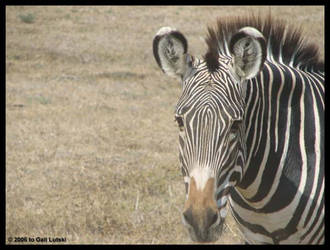 Zebra