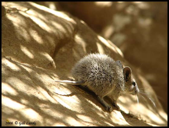 Desert Mouse