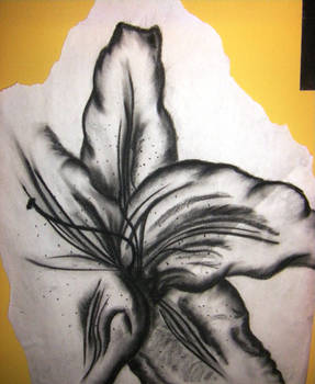 Charcoal Lily