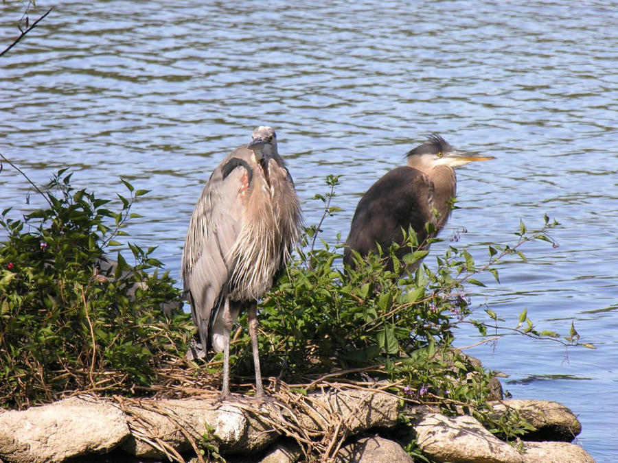 The Heron Twins at Lost Lagoon by greent on DeviantArt