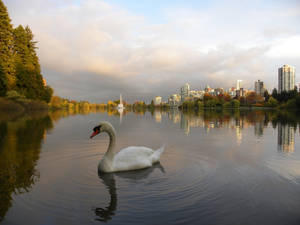 Mute Swan in Stanley Park