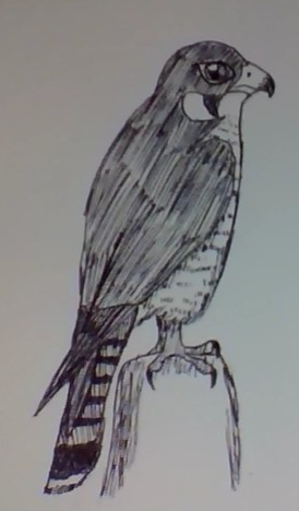 Peregrine Falcon