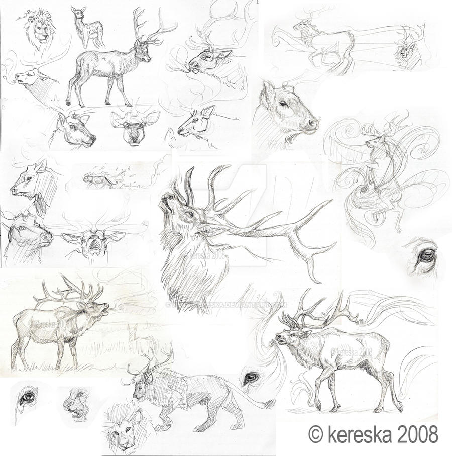 sketches 15 - elk study