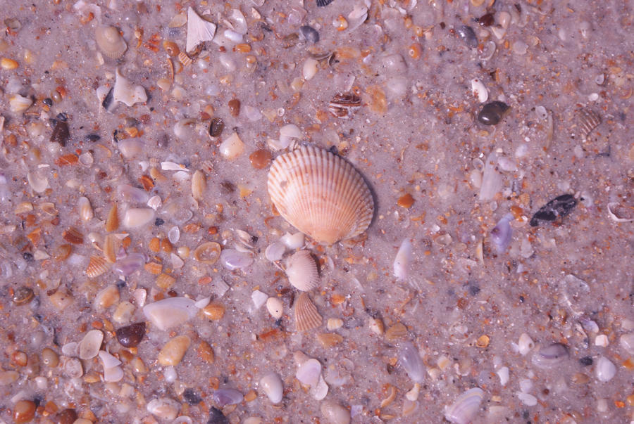 Sea Shells on the Beach