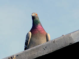 pigeon