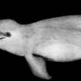 Sawback Dolphin