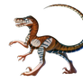 Velociraptor Kady