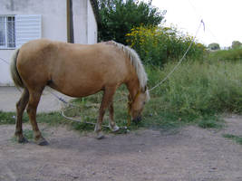 Caballito pastando